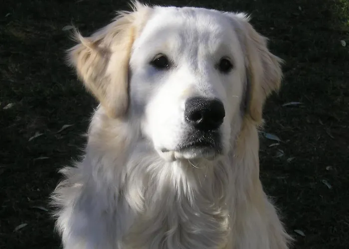 Lejlighed Gorica 5xl *